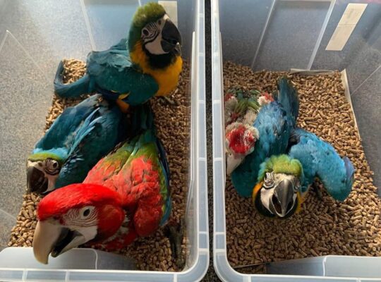 Scarlet macaw parrots WhatsApp +971586282185