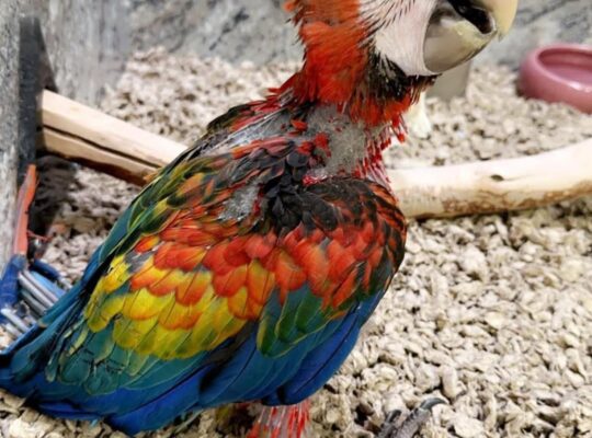 Scarlet macaw parrots WhatsApp +971586282185