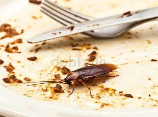 Reliable Cockroach Control Services in Dubai