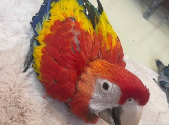 Scarlet macaw parrots WhatsApp +971586282185