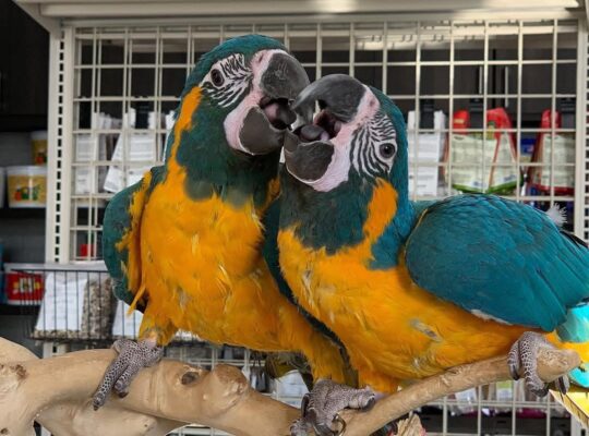 Blue and Gold macaw WhatsApp +971586282185