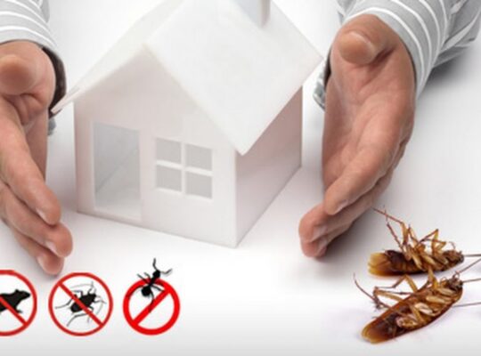 Reliable Pest Control in Dubai – Call Us