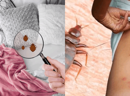 Best Bed Bugs Control in Dubai – Book Now!