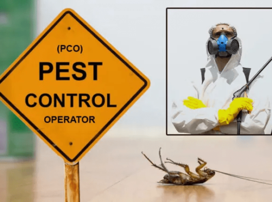 Cockroach Control Services Dubai – Call Us!