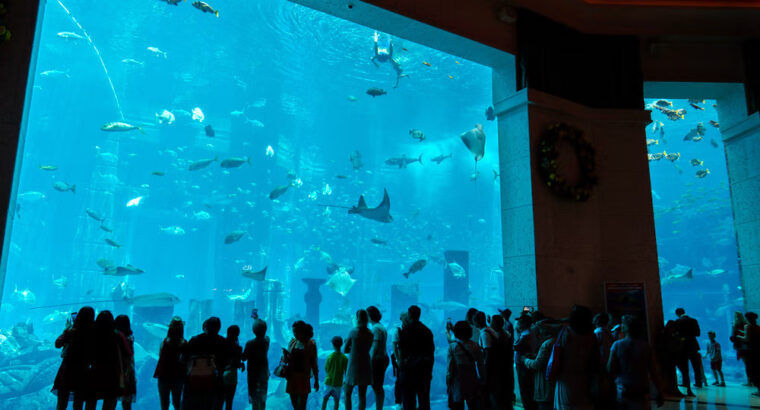 Lost Chambers Aquarium Tickets Online
