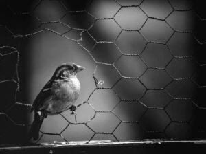 Top Wire Mesh Suppliers in Dubai – Quality Products at Best Prices