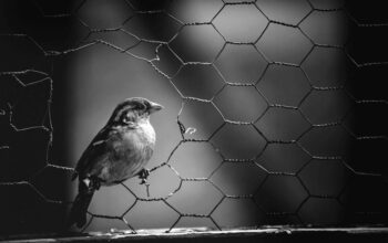 Top Wire Mesh Suppliers in Dubai – Quality Products at Best Prices