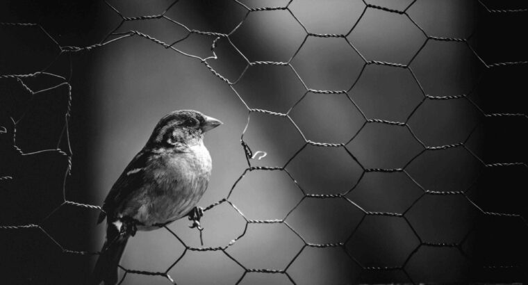 Top Wire Mesh Suppliers in Dubai – Quality Products at Best Prices