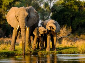 Masai Mara Packages from Dubai | Best Kenya Safari Tours
