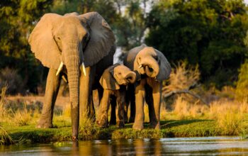 Masai Mara Packages from Dubai | Best Kenya Safari Tours