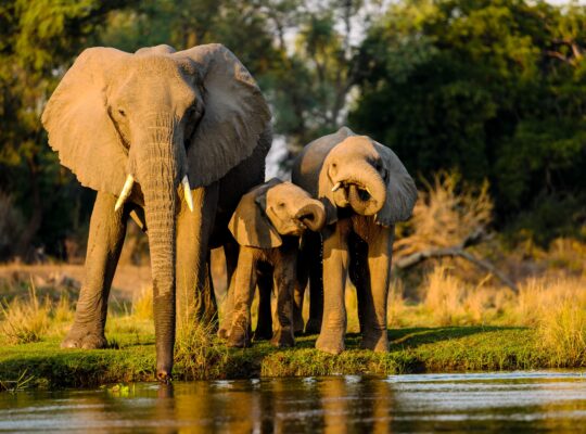 Masai Mara Packages from Dubai | Best Kenya Safari Tours
