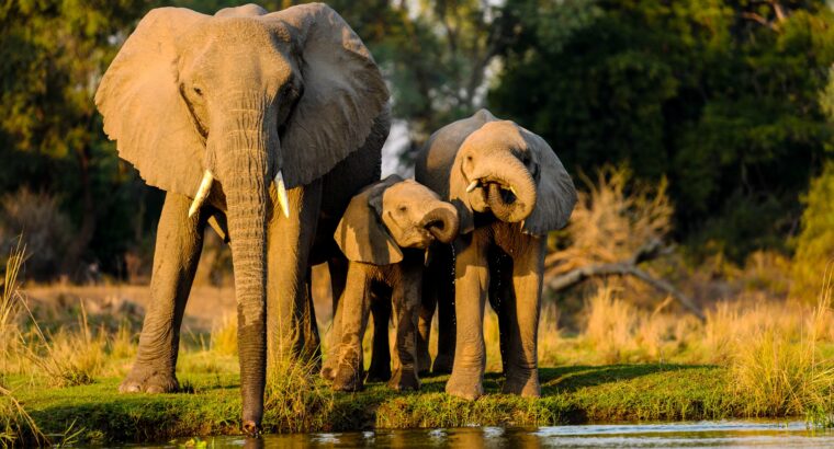 Masai Mara Packages from Dubai | Best Kenya Safari Tours