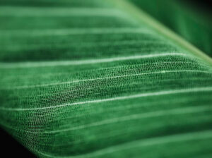 Buy Green Shade Net in UAE – UV-Stabilized & Durable for All Uses