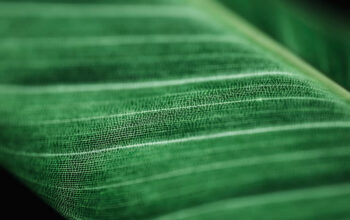Buy Green Shade Net in UAE – UV-Stabilized & Durable for All Uses