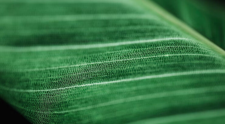 Buy Green Shade Net in UAE – UV-Stabilized & Durable for All Uses