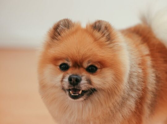 Pomeranian Puppies for Sale